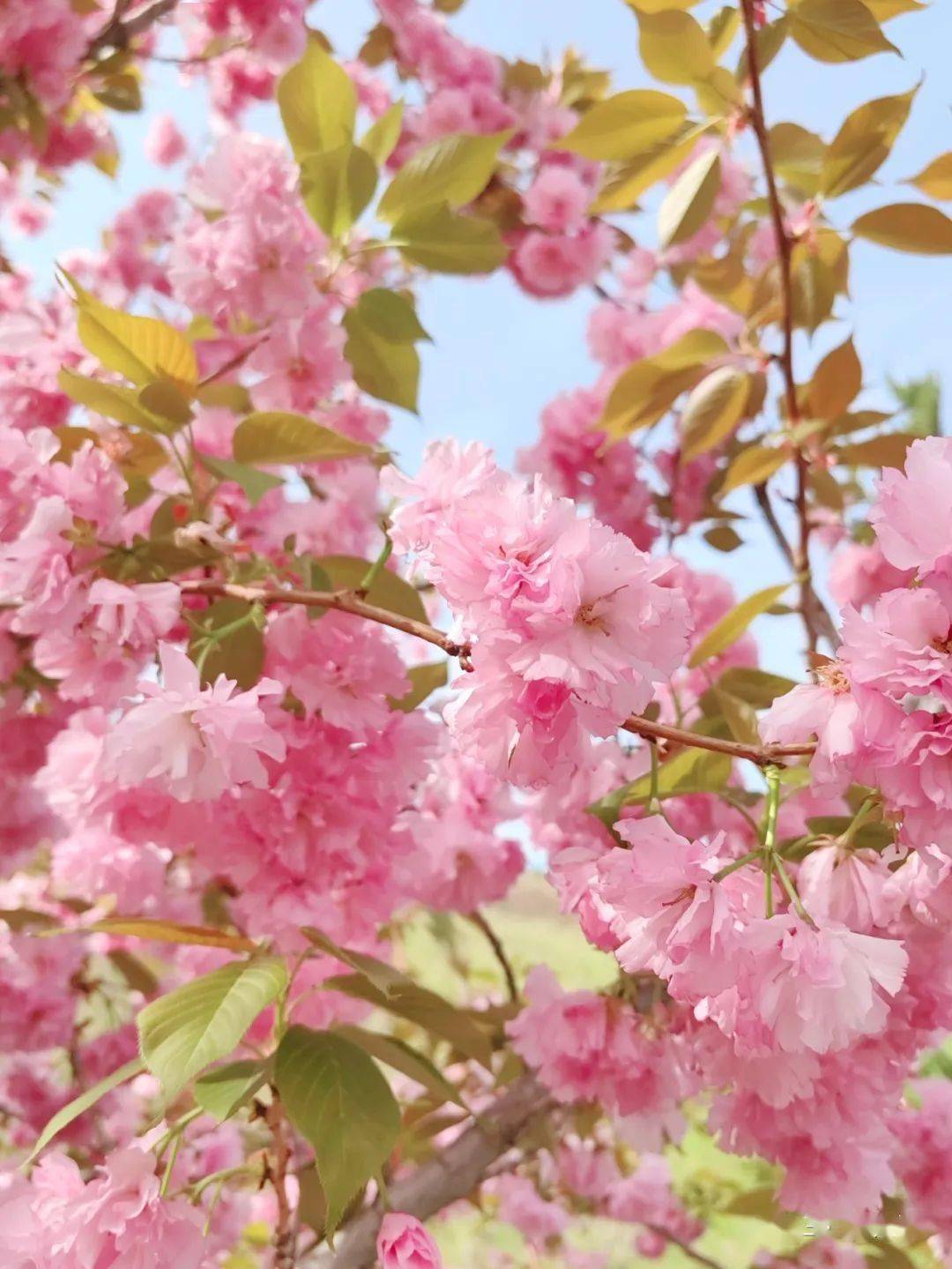 樱花网站苹果版下载:最美四月天，让我们看花去~