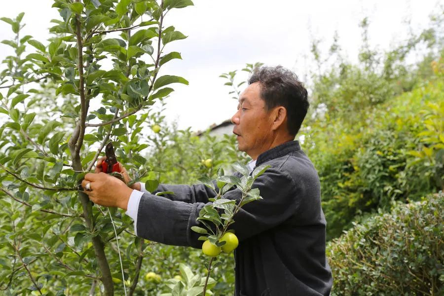 关于青苹果的新闻关于苹果手机的新闻-第2张图片-太平洋在线下载