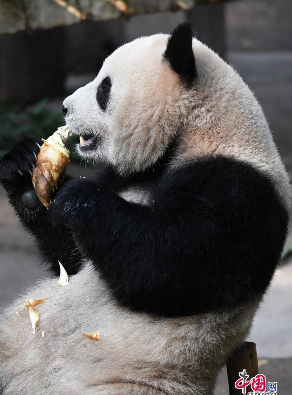 熊猫麻将苹果版熊猫ios苹果版官方入口