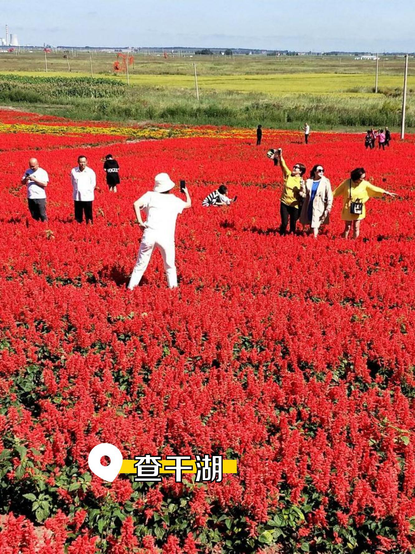 手机版松原违章查询平台松原车辆违章查询官方网站