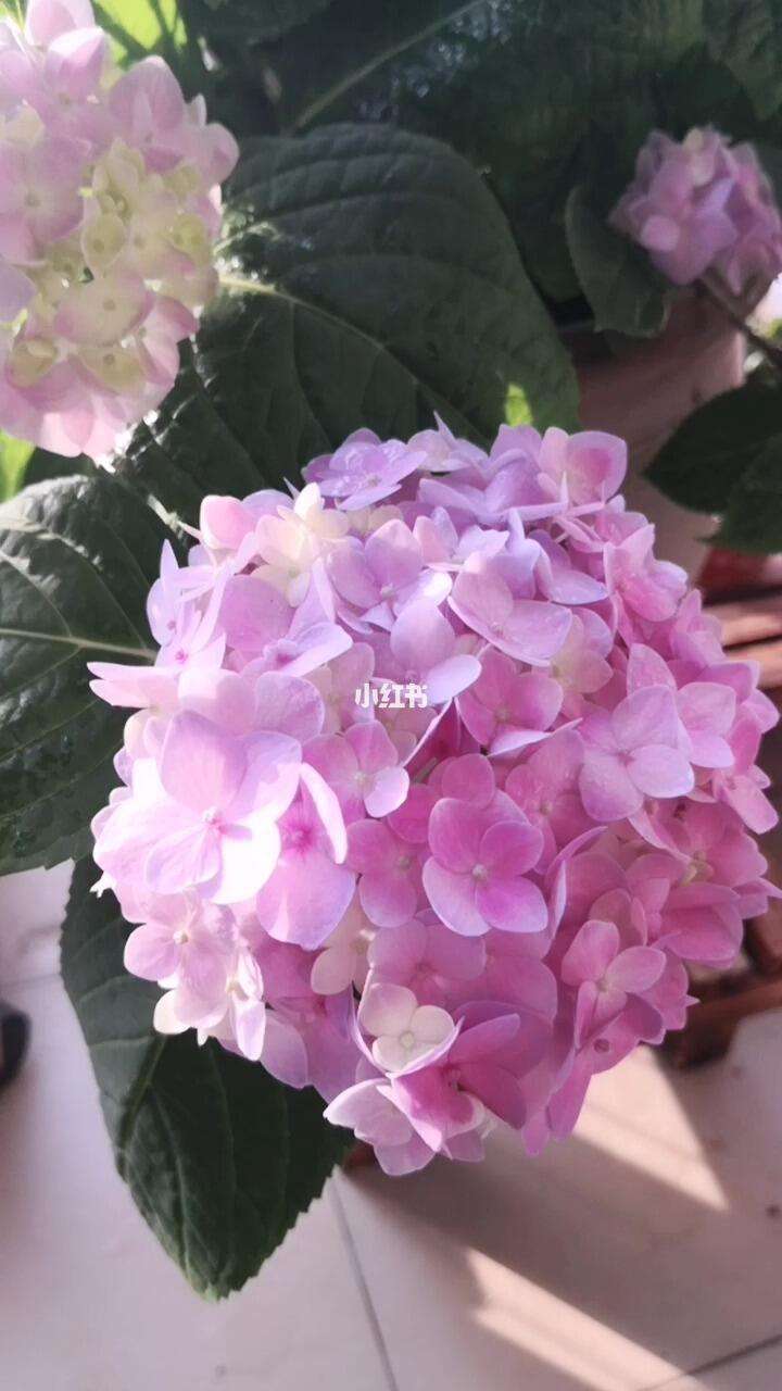 夏花花苹果版链接夏花花的美妆店是真的吗-第2张图片-太平洋在线下载