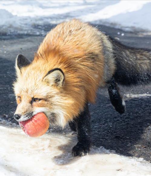 狐狸短视频苹果版(狐狸视频app软件苹果版)-第6张图片-有道翻译官网 狐狸短视频苹果版(狐狸视频app软件苹果版)-第6张图片-有道翻译官网