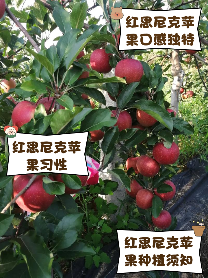 红苹果纪念版和普通版(红苹果是iphone几)-第3张图片-有道翻译官网 红苹果纪念版和普通版(红苹果是iphone几)-第3张图片-有道翻译官网