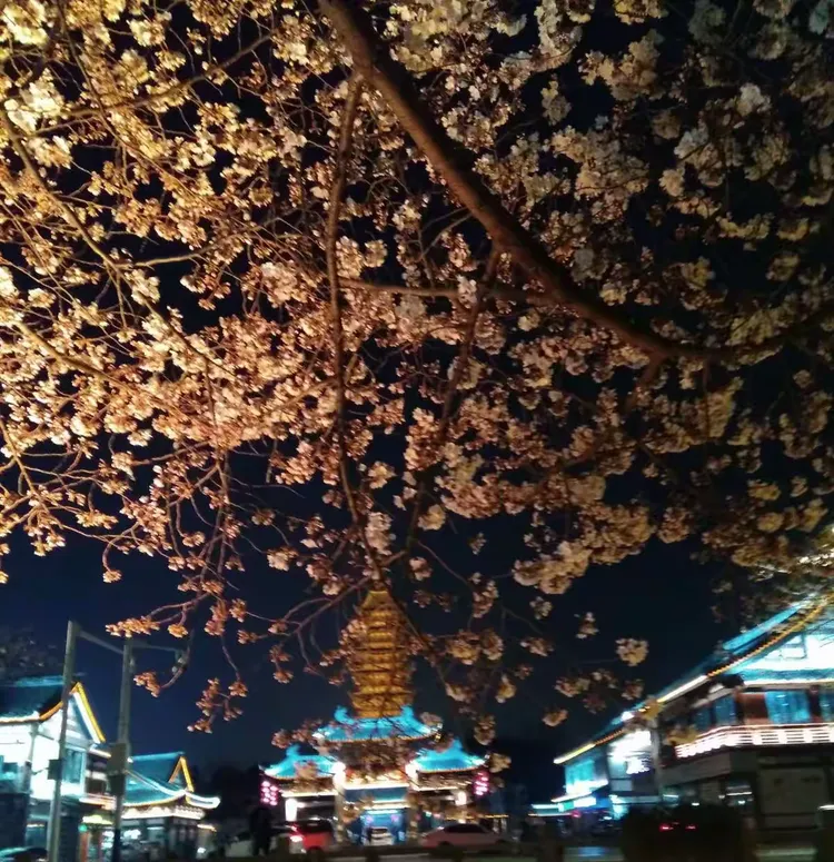 关于樱花夜色app苹果版的信息